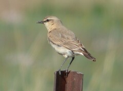 Oenanthe isabellina