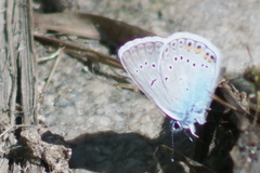 Polyommatus amandus