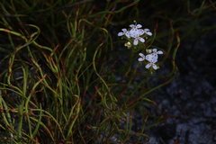 Stylidium guttatum