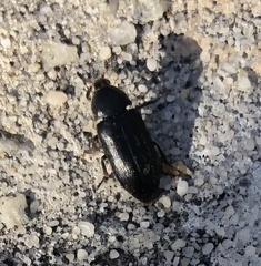 Dermestes
