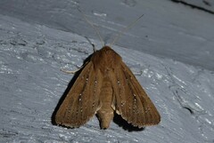 Ichneutica phaula