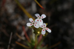 Stylidium guttatum