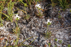 Stylidium guttatum