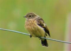 Saxicola maurus