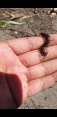 Cormocephalus westwoodi