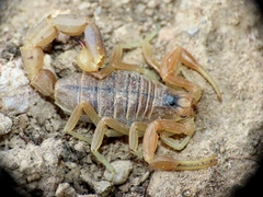Buthus occitanus