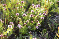 Andersonia