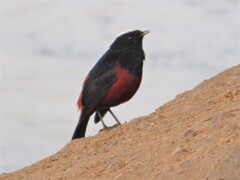 Phoenicurus leucocephalus