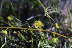 Drosera myriantha