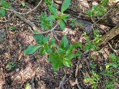 Heteropyxis natalensis