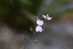 Stylidium violaceum