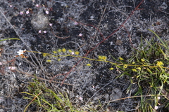 Drosera myriantha