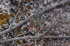 Stylidium violaceum