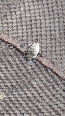Scatophagus