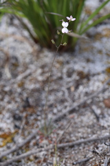 Stylidium violaceum
