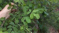 Commiphora mollis
