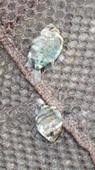 Scatophagus