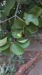 Cordia grandicalyx