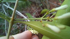 Coptosperma supra-axillare