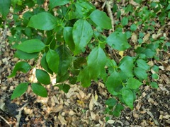 Halleria lucida