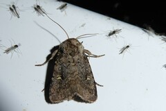 Proteuxoa tetronycha