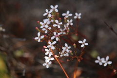 Stylidium pulchellum