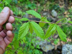 Grewia flavescens