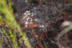 Stylidium pulchellum