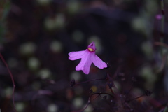 Utricularia multifida
