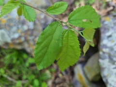 Grewia flavescens