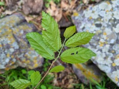 Grewia flavescens