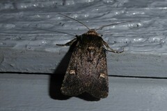 Proteuxoa tetronycha