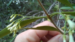 Coptosperma supra-axillare