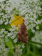 Cryptocala chardinyi