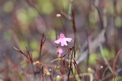 Utricularia multifida