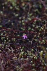 Utricularia multifida