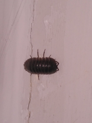 Armadillidium depressum