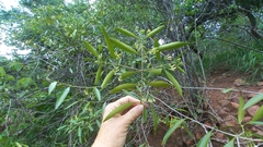 Coptosperma supra-axillare
