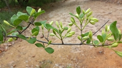 Vangueria dryadum