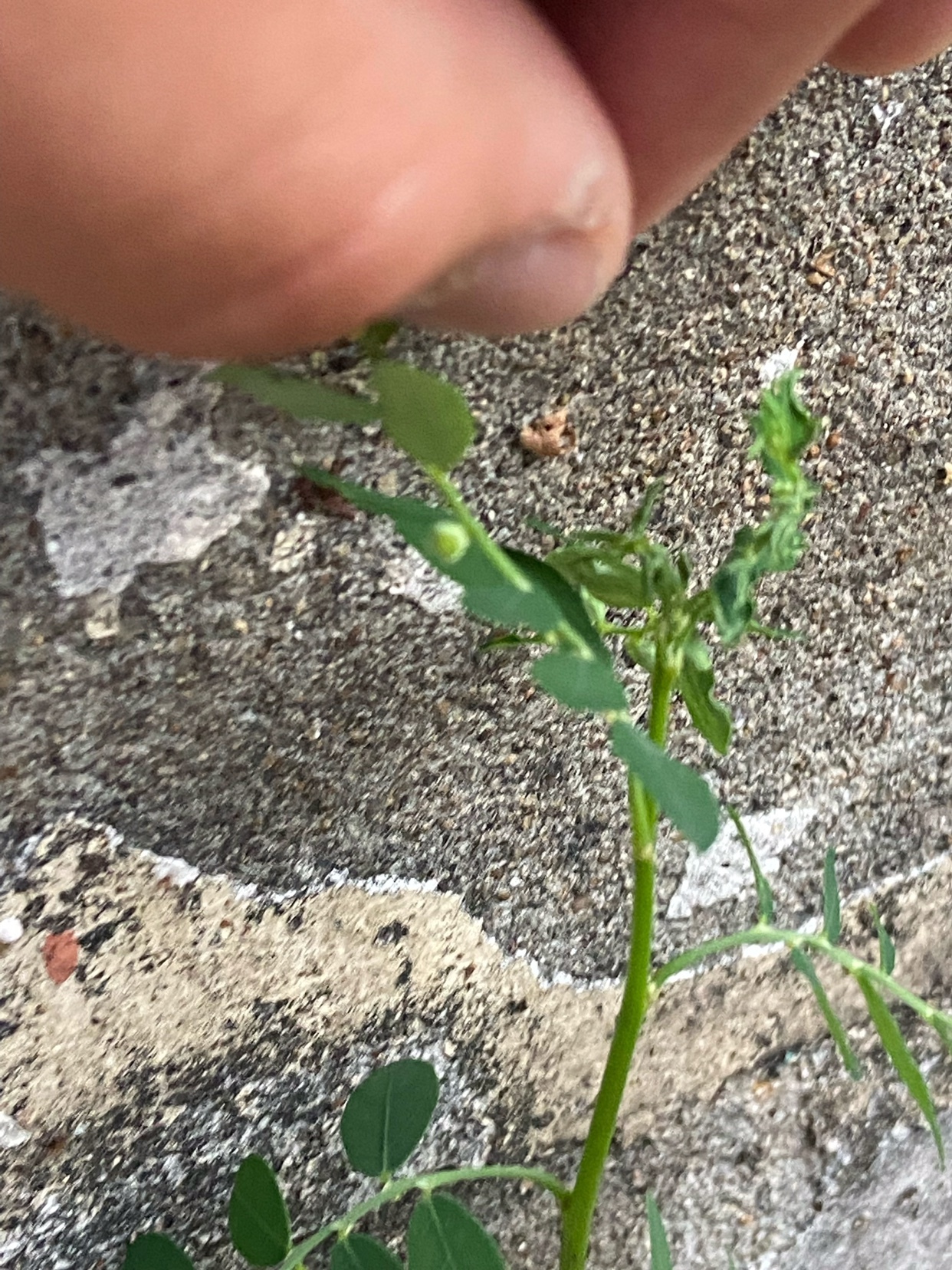 Phyllanthus debilis — ảnh 3