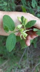Vangueria dryadum