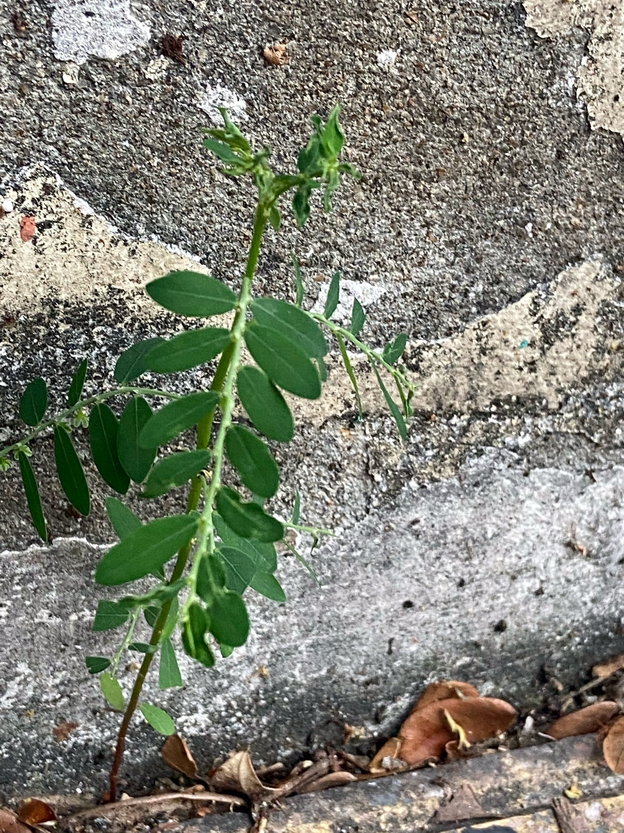 Phyllanthus debilis — ảnh 2