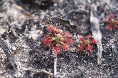 Drosera nitidula