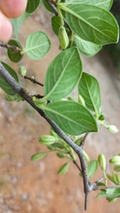 Vangueria dryadum