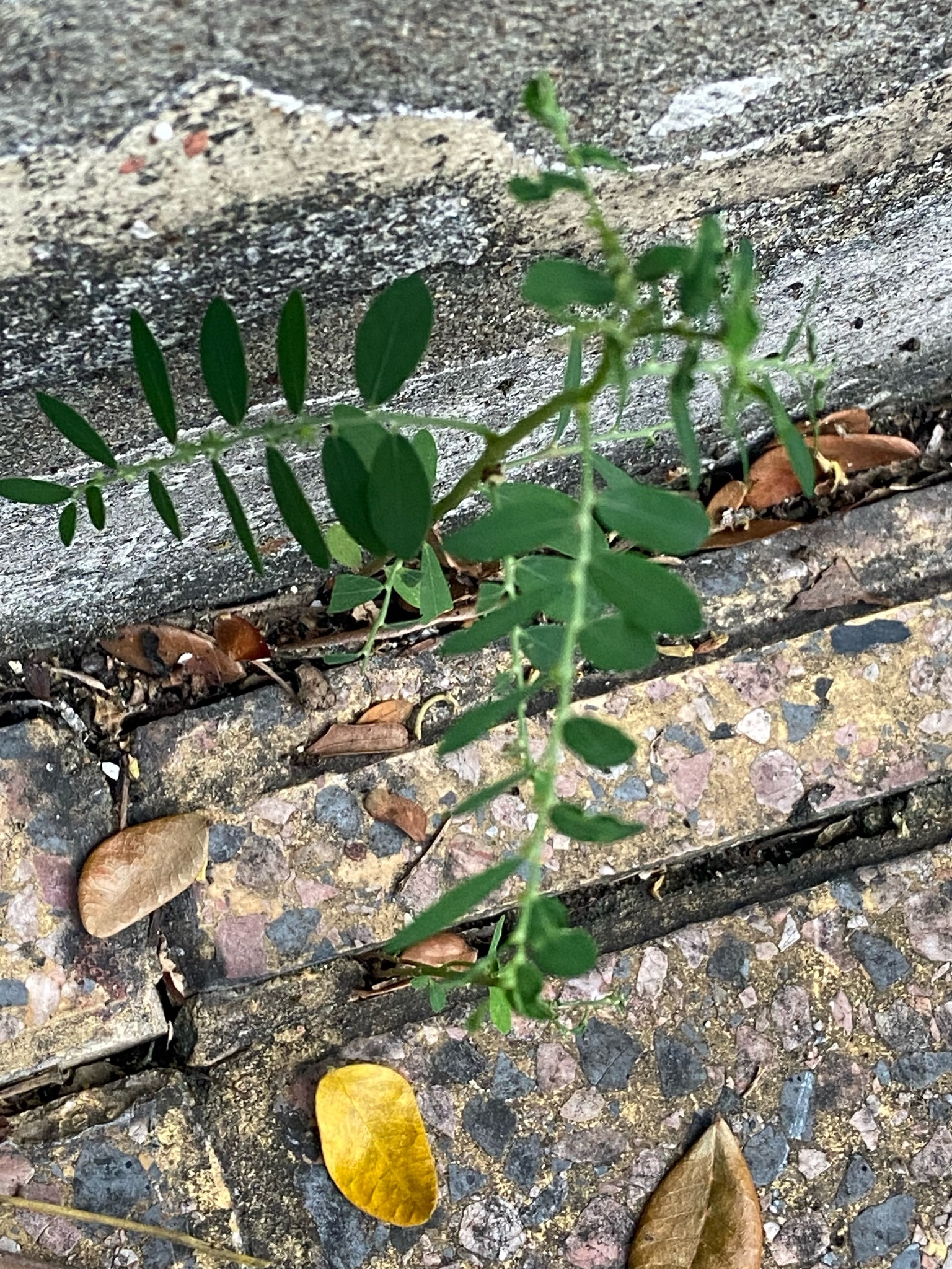 Phyllanthus debilis (Phyllanthus debilis)