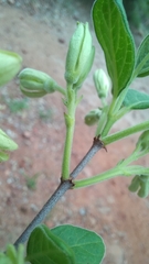 Vangueria dryadum
