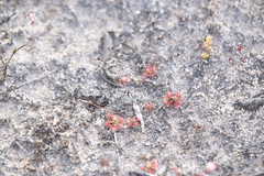 Drosera nitidula