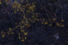 Drosera gigantea