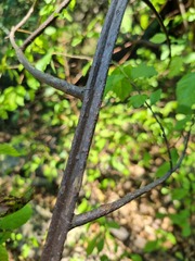 Grewia flavescens