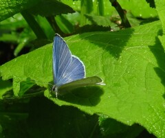 Celastrina gigas